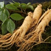 Ginseng in Canada: A Complete, Practical Guide to Types, Benefits, Safety, and Smart Buying