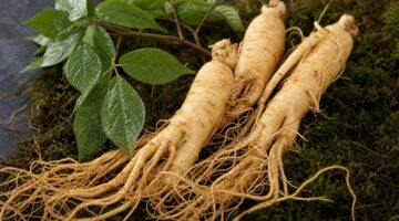 Ginseng in Canada: A Complete, Practical Guide to Types, Benefits, Safety, and Smart Buying
